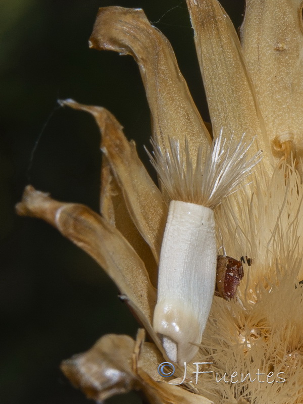 Rhaponticoides alpina.26