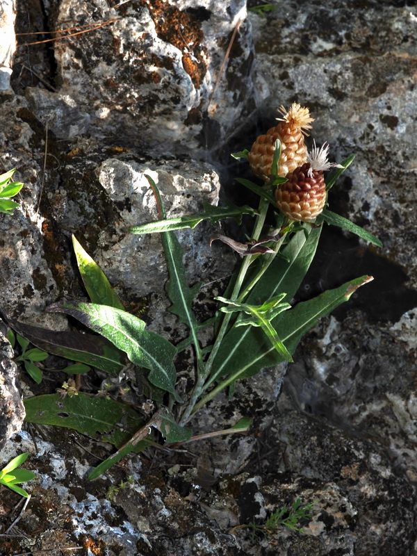 Leuzea conifera.01