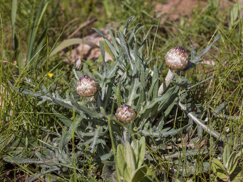 Leuzea conifera.03