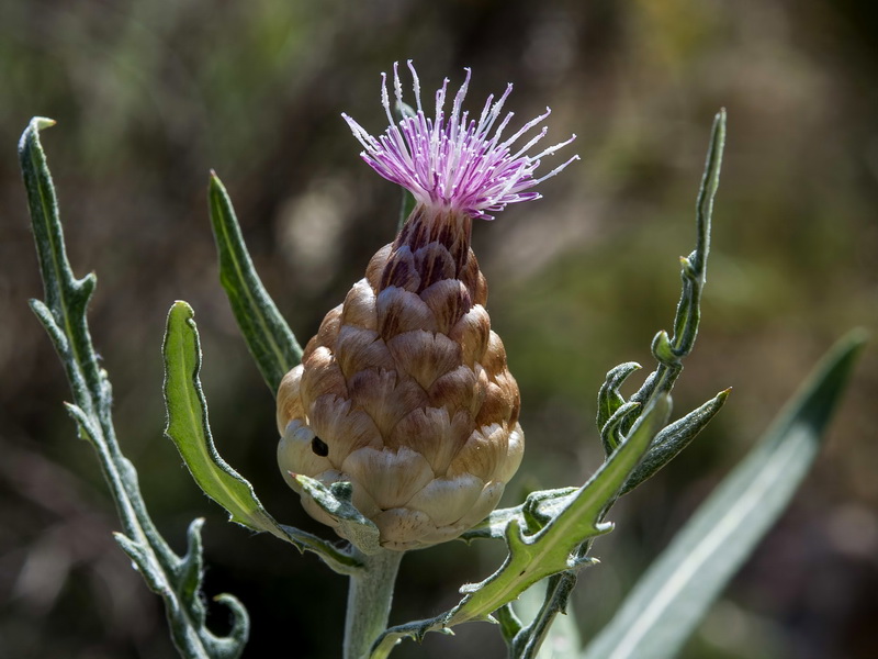 Leuzea conifera.09