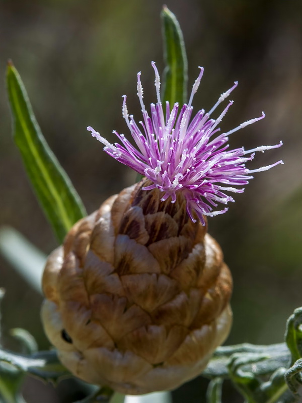 Leuzea conifera.11