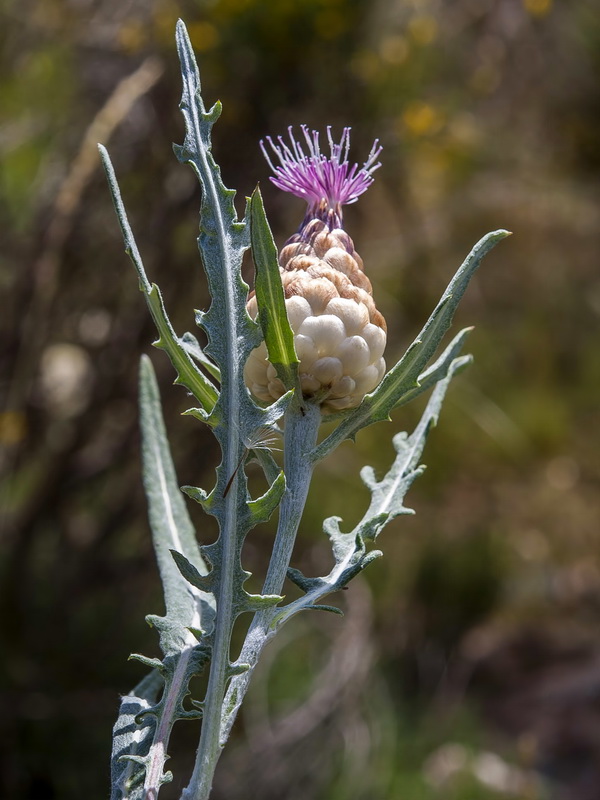 Leuzea conifera.12