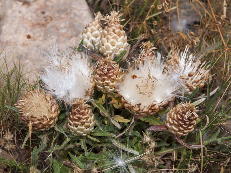 Leuzea conifera.13