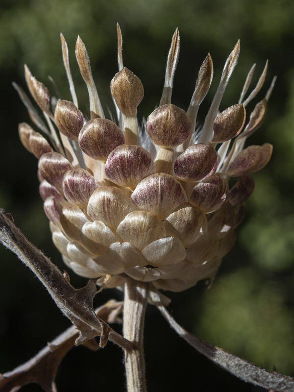 Leuzea conifera.15