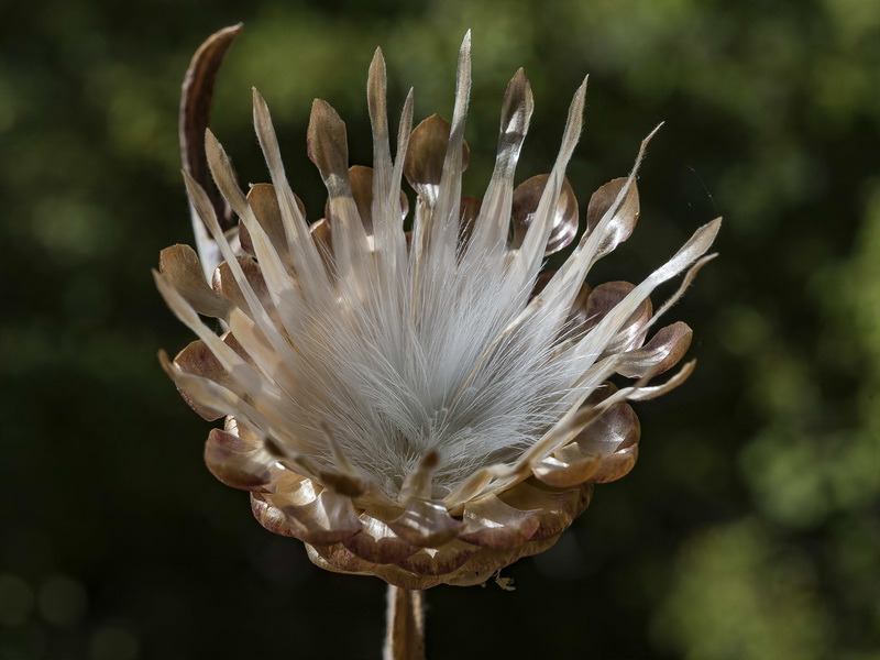 Leuzea conifera.16