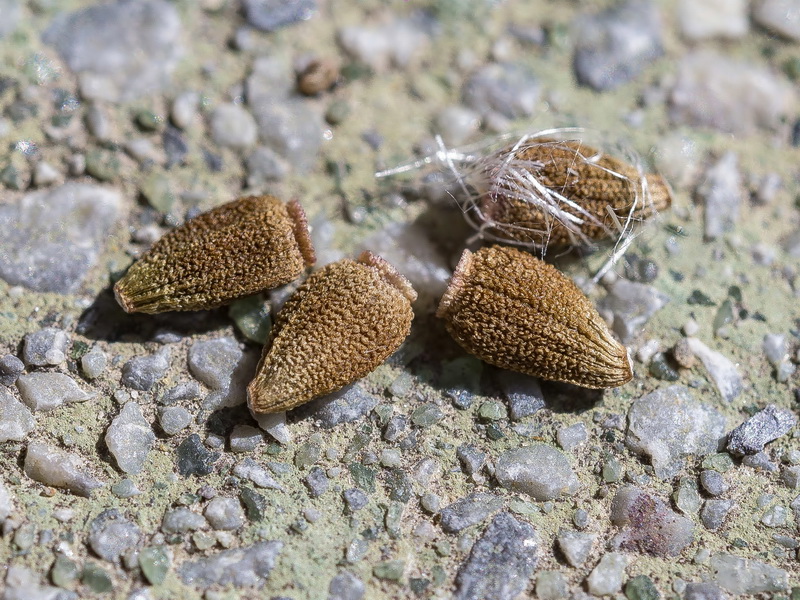 Leuzea conifera.19