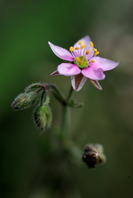 Rhodalsine geniculata