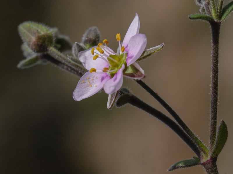 Rhodalsine geniculata.05