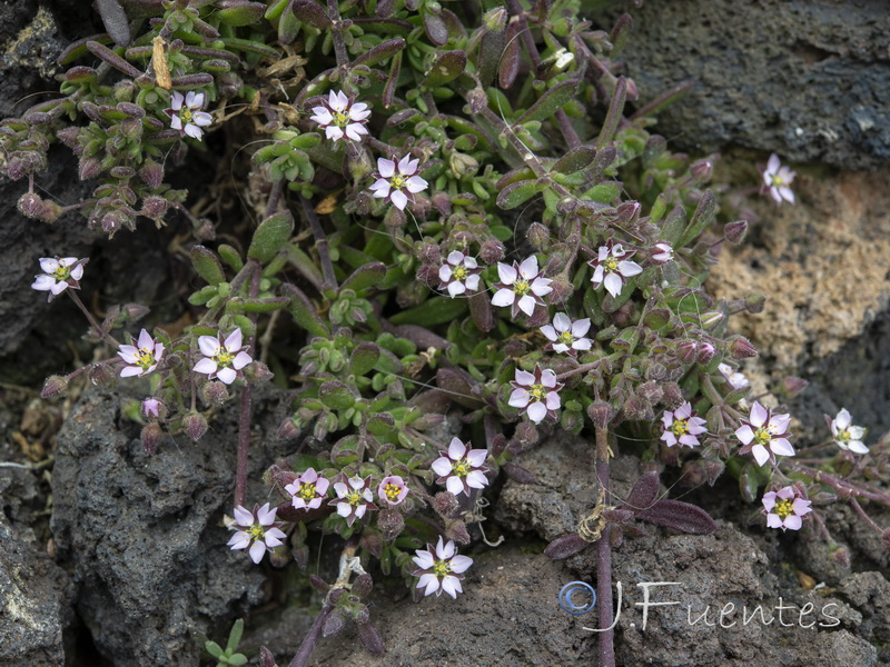 Rhodalsine geniculata.08