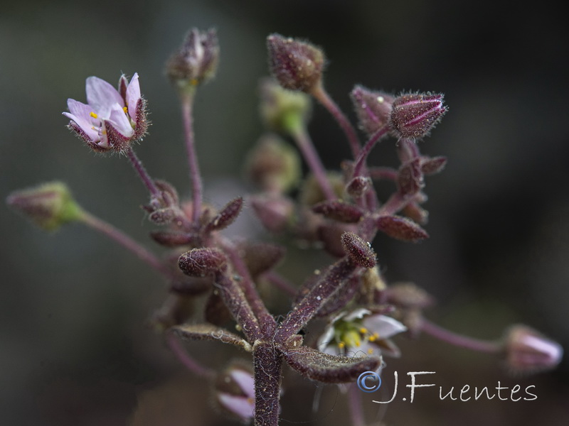 Rhodalsine geniculata.09