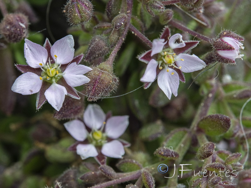 Rhodalsine geniculata.10