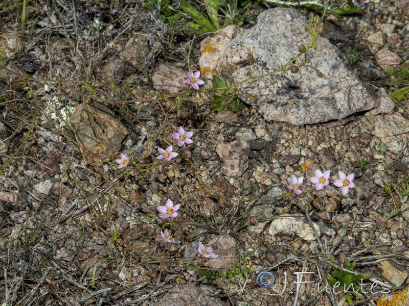 Rhodalsine geniculata.01