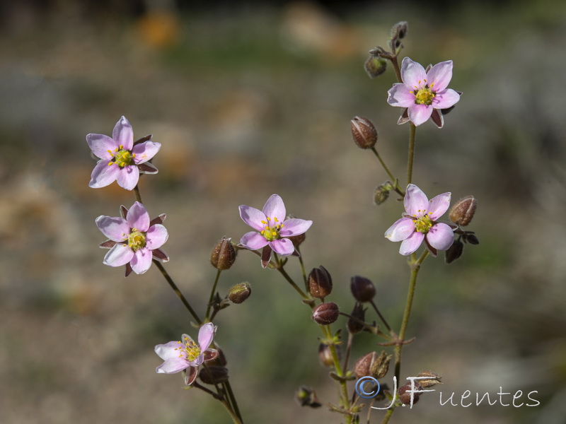 Rhodalsine geniculata.12