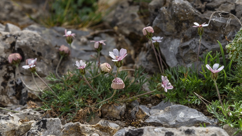 Rhodanthemum arundanum.01