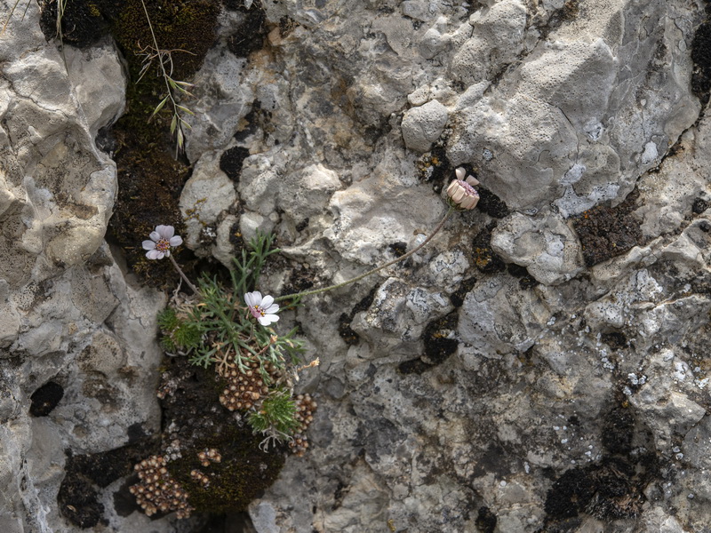 Rhodanthemum arundanum.02