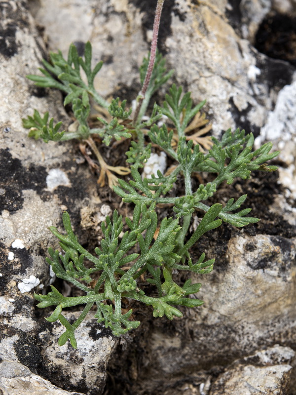 Rhodanthemum arundanum.08