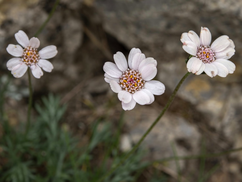 Rhodanthemum arundanum.11