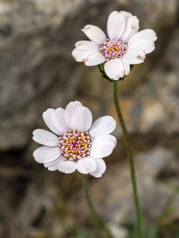 Rhodanthemum arundanum.12