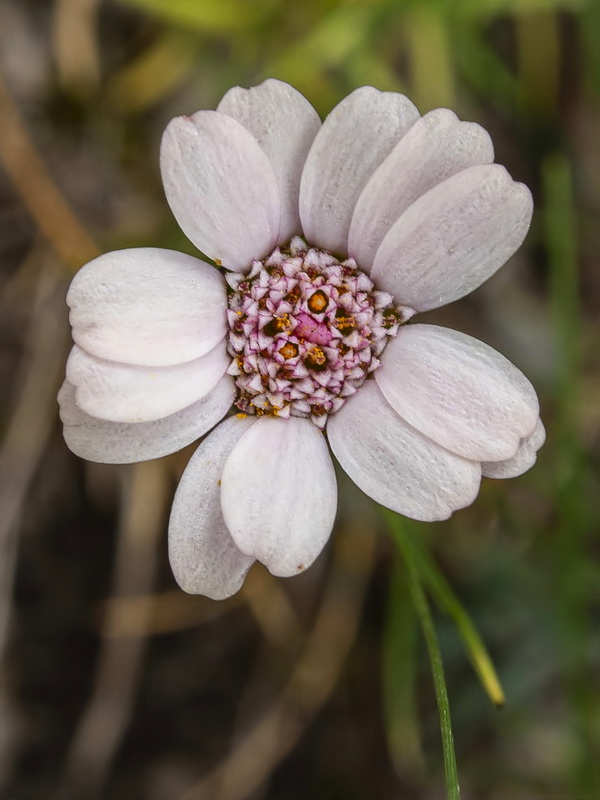 Rhodanthemum arundanum.14