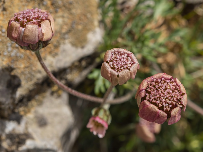 Rhodanthemum arundanum.15