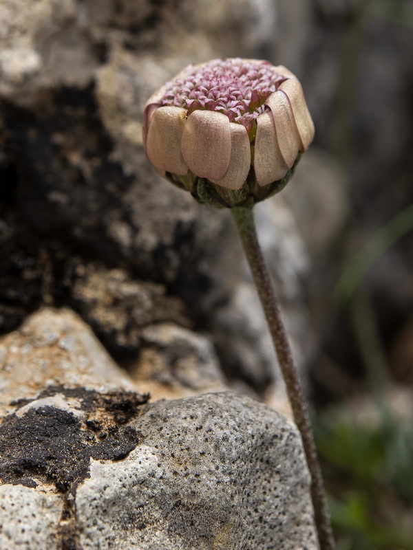 Rhodanthemum arundanum.16