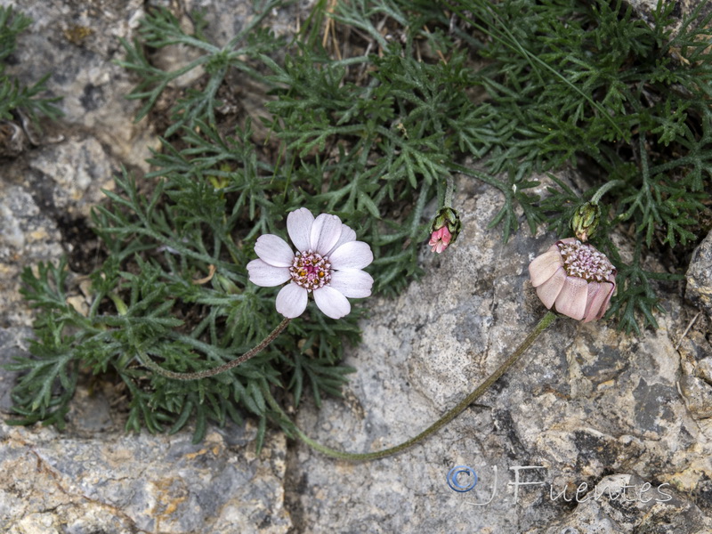 Rhodanthemum arundanum.19