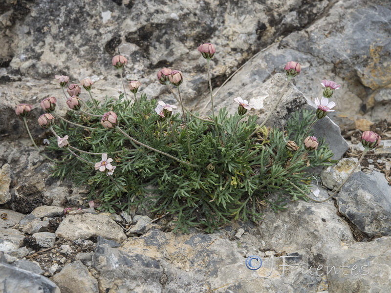 Rhodanthemum arundanum.20