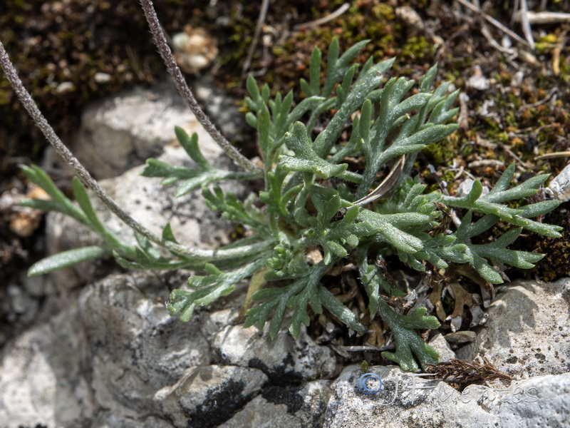 Rhodanthemum arundanum.21