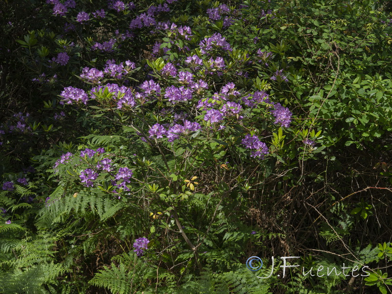 Rhododendron ponticum.01