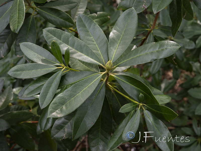 Rhododendron ponticum.04