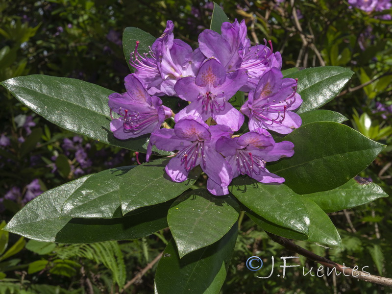 Rhododendron ponticum.05
