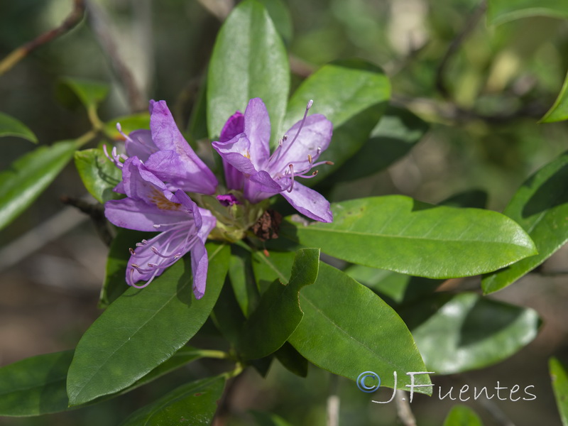 Rhododendron ponticum.06