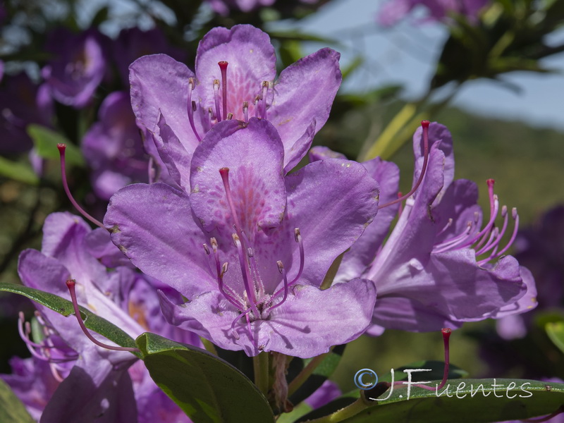 Rhododendron ponticum.08