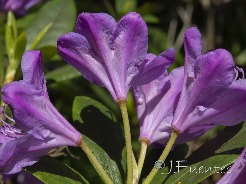Rhododendron ponticum.09