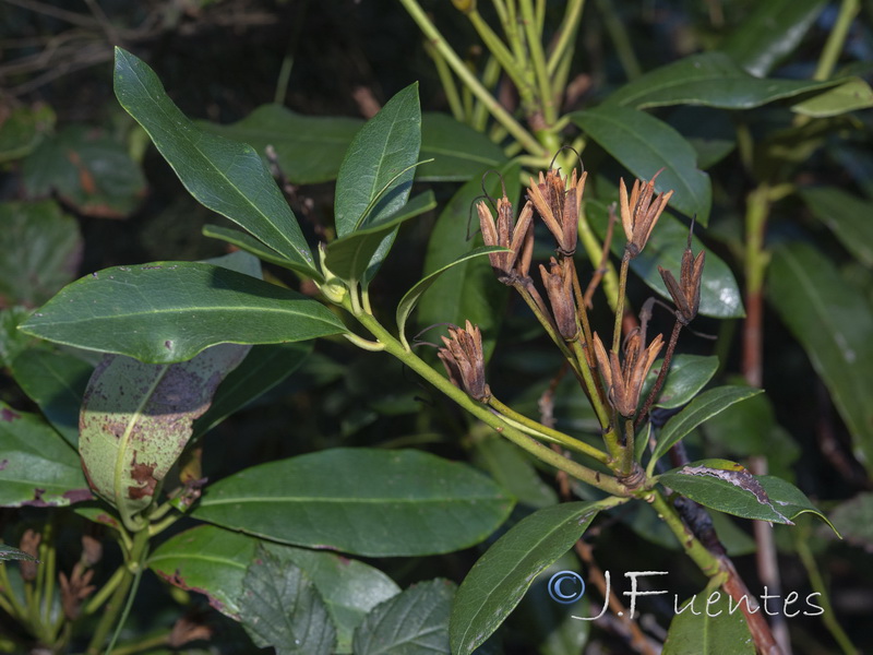 Rhododendron ponticum.10