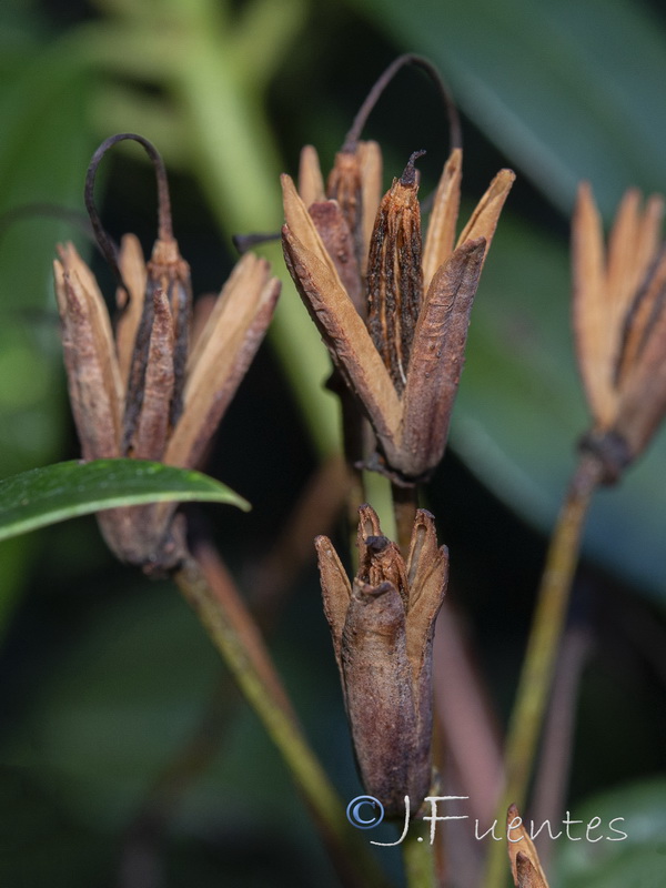 Rhododendron ponticum.11