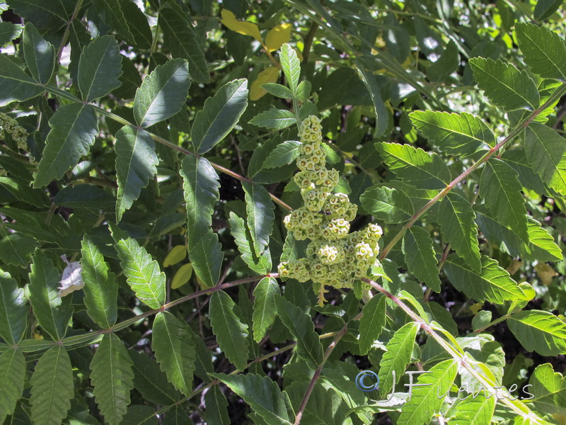 Rhus coriaria.01
