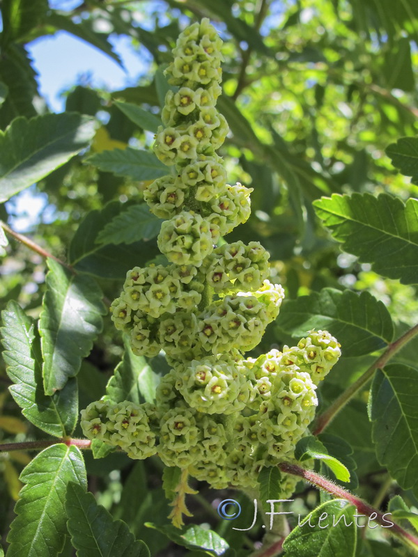 Rhus coriaria.03