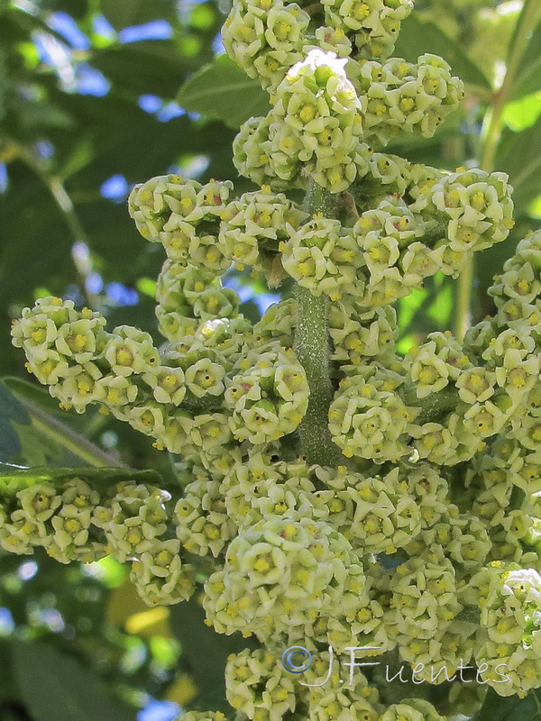 Rhus coriaria.04