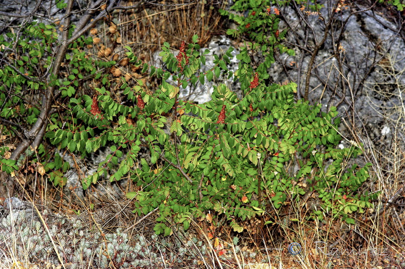 Rhus coriaria.05