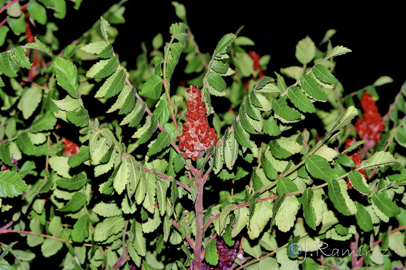 Rhus coriaria.07