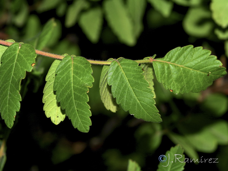 Rhus coriaria.08