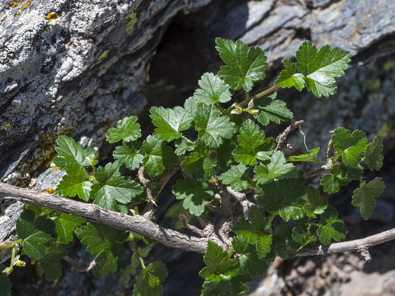 Ribes alpinum.01