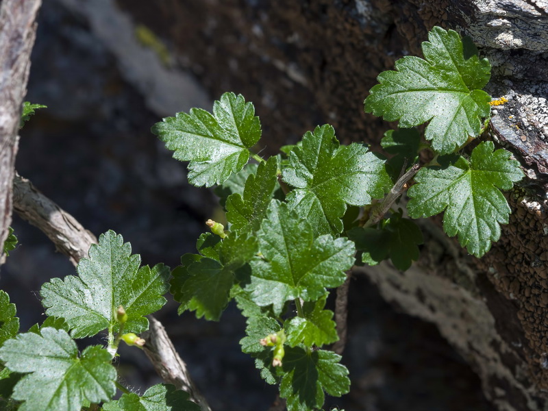 Ribes alpinum.02