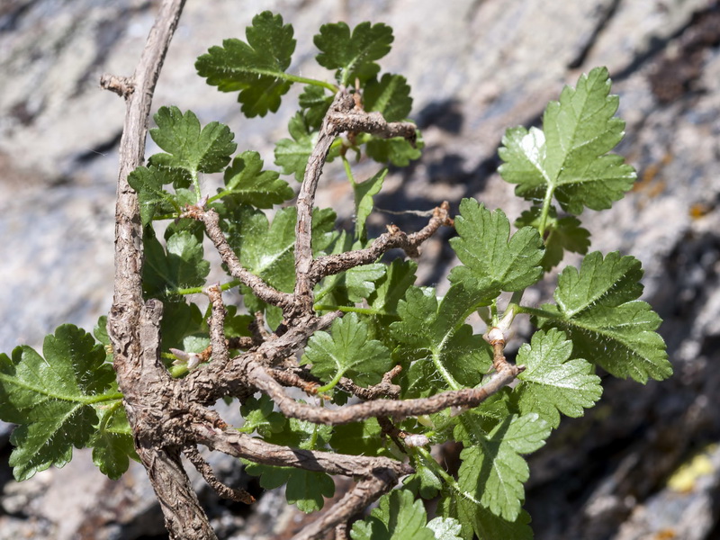 Ribes alpinum.04