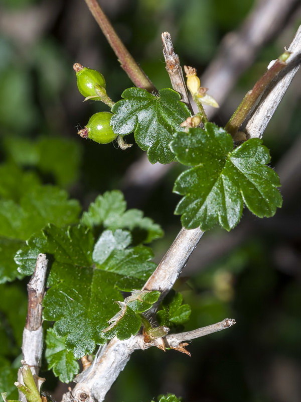 Ribes alpinum.06