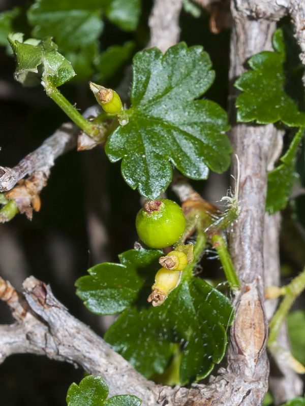Ribes alpinum.07