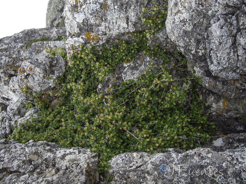 Ribes alpinum.09