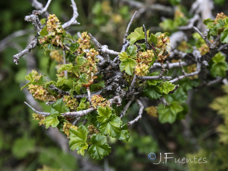 Ribes alpinum.13