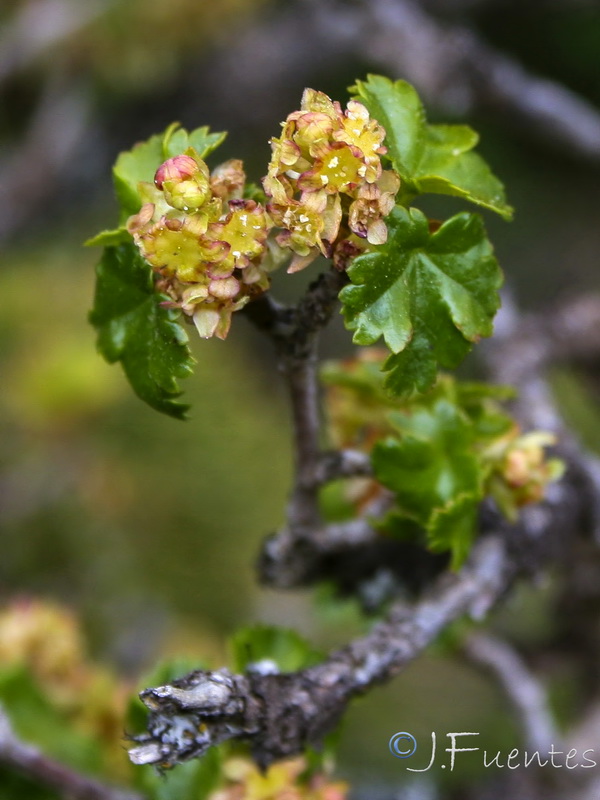 Ribes alpinum.16
